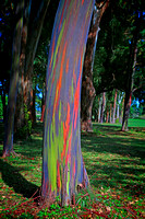 Rainbow Eucalyptus_6805