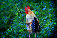Rooster_7326