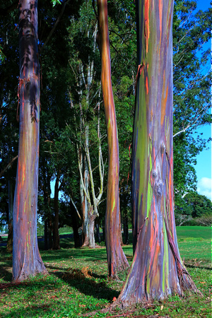 Rainbow Eucalyptus_6828