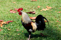 Rooster_7398