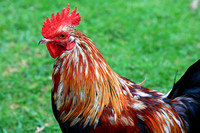Rooster_7113