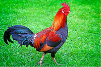 Rooster_7118