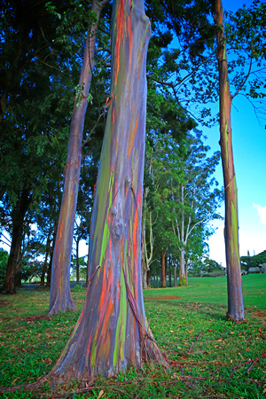 Rainbow Eucalyptus_6833