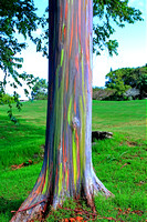 Rainbow Eucalyptus_6783