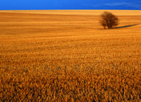 Wheat Field in Sedgwick County, Colorado