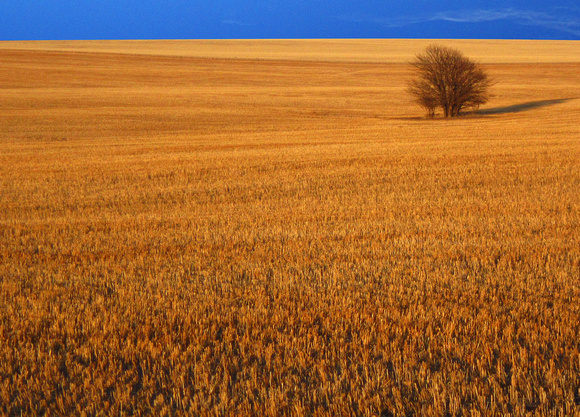 Wheat Field in Sedgwick County, Colorado
