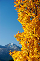Aspen Leaves, Longs Peak, RMNP