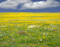 Pronghorn in the Spring, Pawnee National Grasslands, CO
