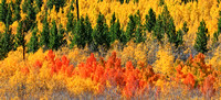 Fall Aspens, White River National Forest