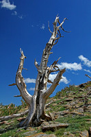 Old Bristlecone Pine, Rocky Mountain National Park