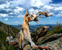 Bristlecone in Rocky Mountain National Park