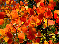 Red Aspen Leaves, White River National Forest