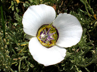 Mariposa Lily on the Grand Mesa