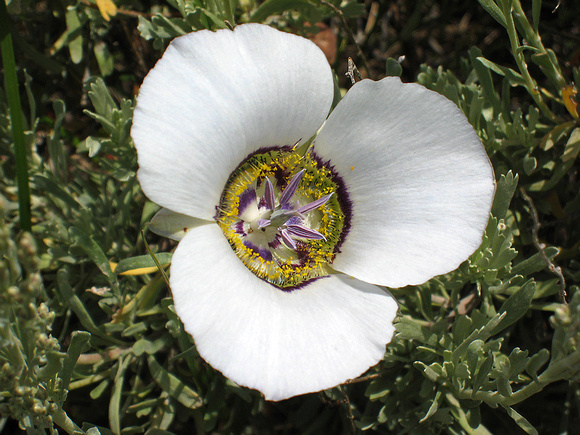 Mariposa Lily on the Grand Mesa