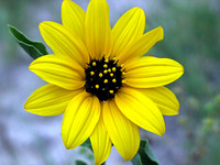 Common Wild Sunflower