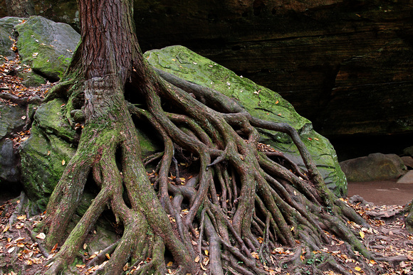 Tree Roots, Old Man's Cave, Ohio