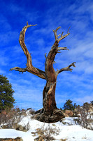 Old Ponderosa Pine in Morain Park, RMNP