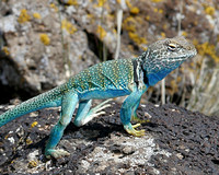 Eastern Collared Lizard near the Grand Mesa