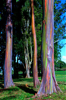 Rainbow Eucalyptus_6828