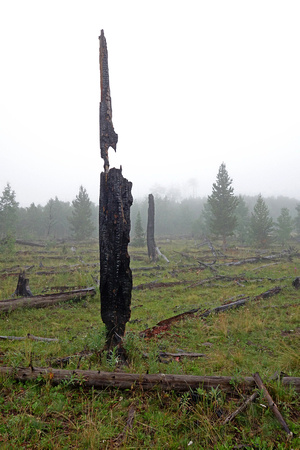 Burned Tree Trunk in Fog & Rain, White River National Forest