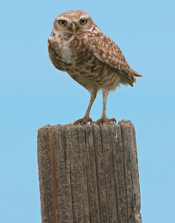 Burrowing Owl, Pawnee National Grasslands, CO
