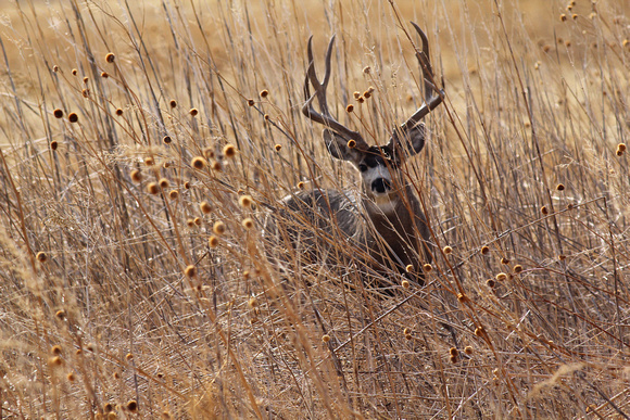 Buck on the Plains, Colorado