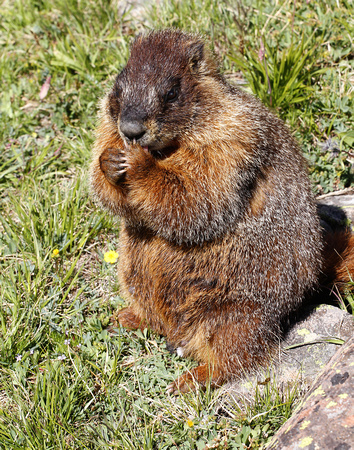 Yellow Belly Marmot