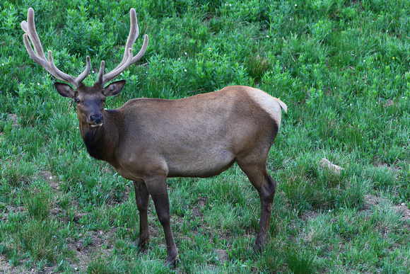 Bull Elk in Velvet