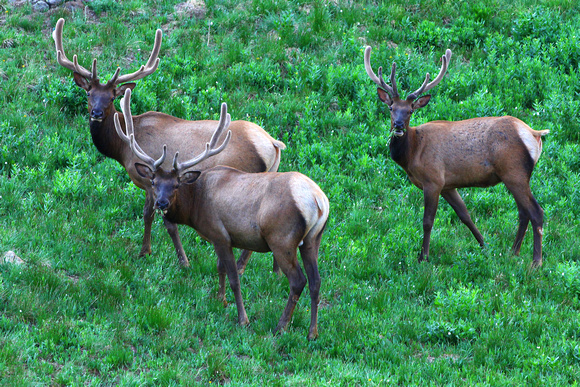 3 Bull Elk in Velvet