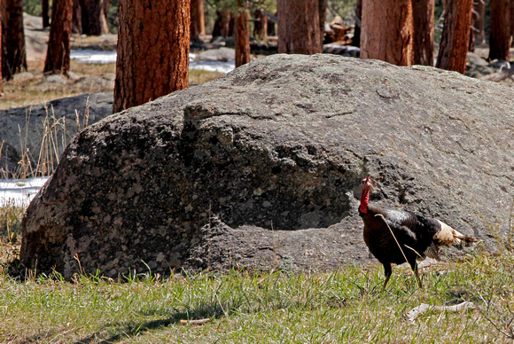Turkey in Rocky Mountain National Park