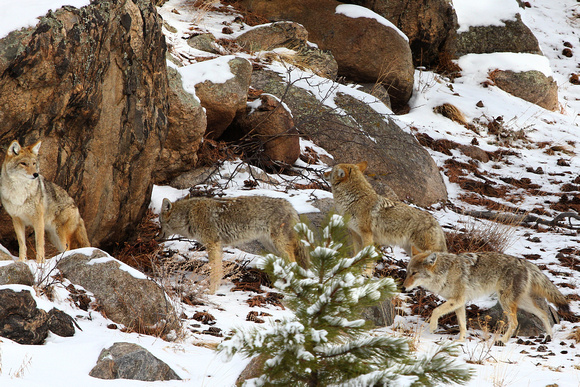 Coyotes in Rocky Mtn Natl Park