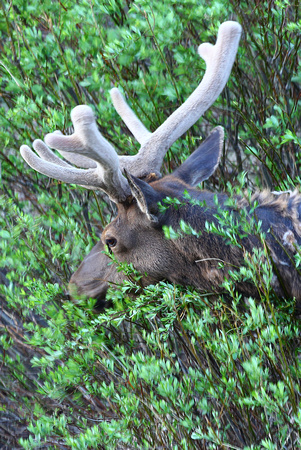 Bull Elk eating fresh willows