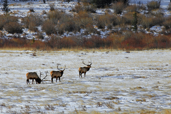 3 Bull Elk in Horseshoe Park, RMNP