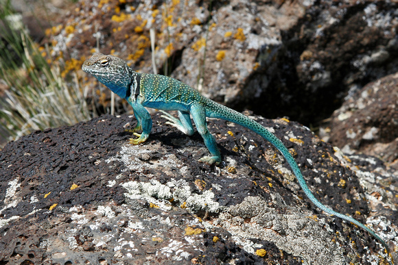 Eastern Collared Lizard, near The Grand Mesa, CO