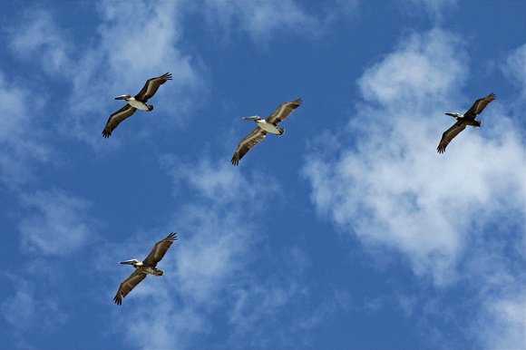 Pelicans in Flight, Fort Lauderdale Beach, FL.