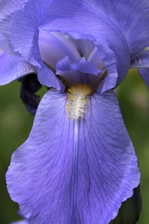Lavendar Iris