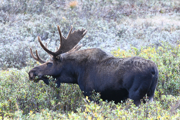 Bull Moose at Cameron Pass, Colorado