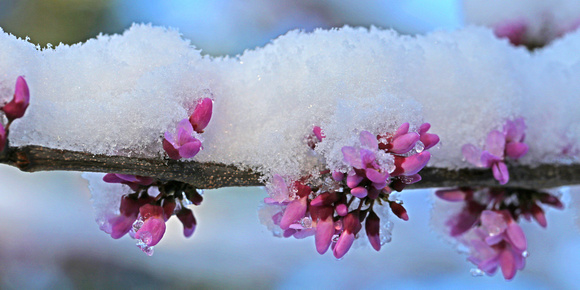 Red Bud Branch - Spring Snow