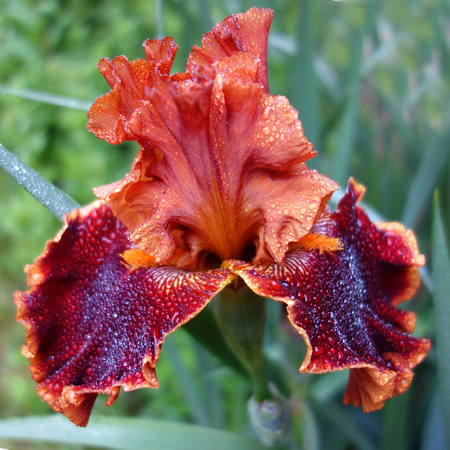 Bronze Iris in Morning Rain