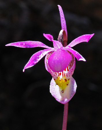 Fairy Slipper Orchid (Calypso bulbosa)