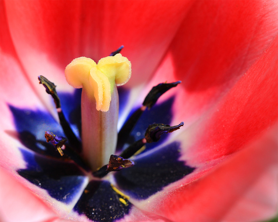 Tulip, Red-Yellow-Purple