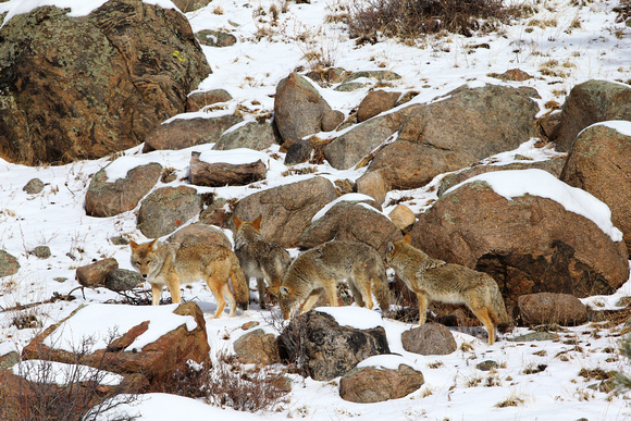 Coyotes in Rocky Mountain National Park